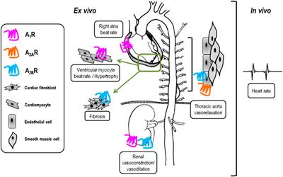 Pharmacological Insights Into Safety and Efficacy Determinants for the Development of Adenosine Receptor Biased Agonists in the Treatment of Heart Failure